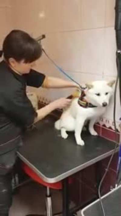 How this talented groomer establishes trust with a Shiba in under a minute .