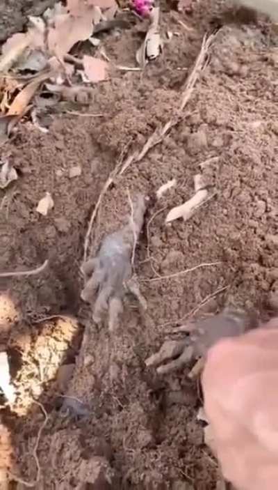 Weird root? Or buried treasure?