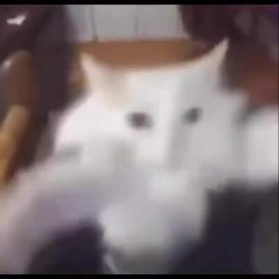 🐱🐱