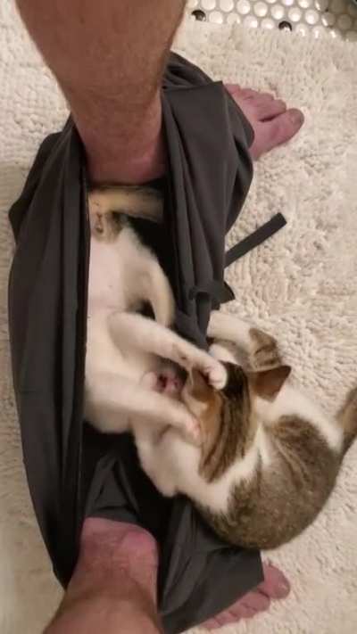 Every time I poop, they fight over who gets to sit in my pants.