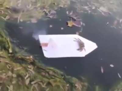 damn bruh what the crab do to u