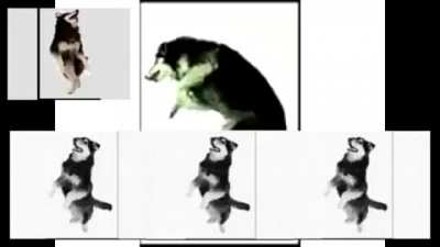 Dog dances epic!