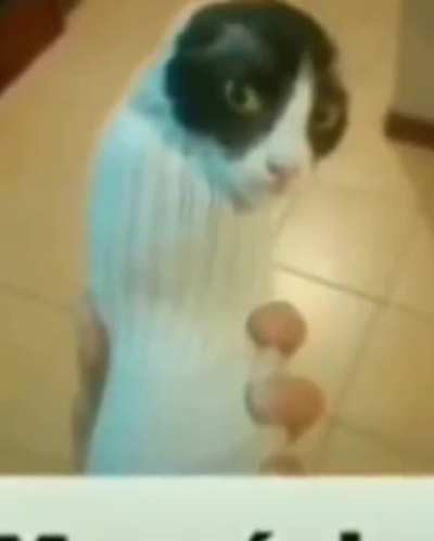 Maur&iacute;cio..