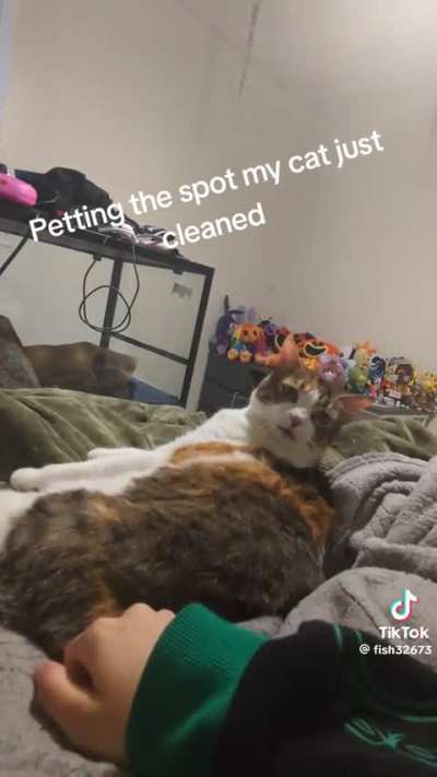 Do not the cat