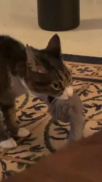 My little screamer Tefnut passed away last week. Hope she&rsquo;s screaming in heaven.