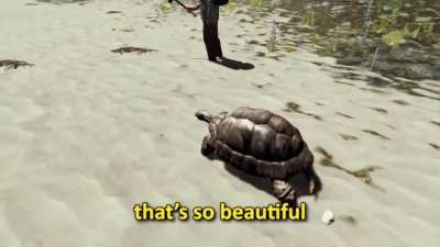 Save the turtles