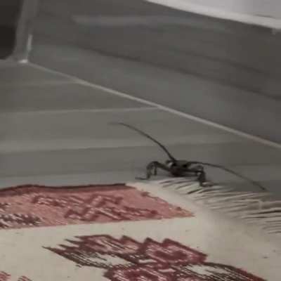 Whatever this thing is (r/nope find)