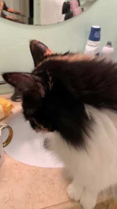 My friend&rsquo;s cat insists on having her make-up applied every morning. I finally asked her to record it and was not disappointed.