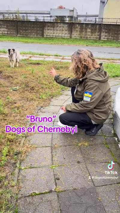 Bruno aka Big Papa father to most of the dogs in Chornobyl