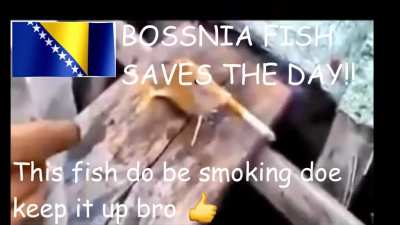 Serbia fish vs Bosnia fish