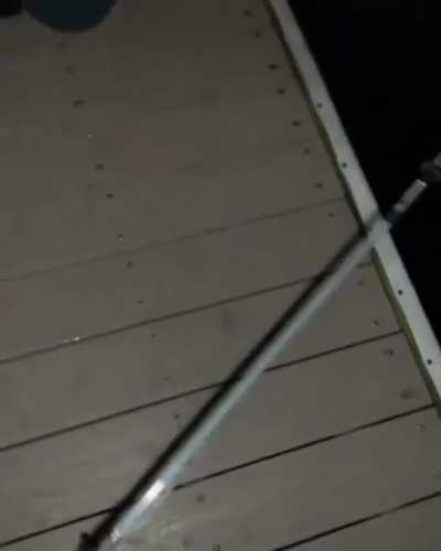 Man gets stinged by stingray. And screams like if he is being killed.