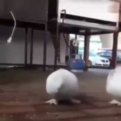 This bird is special
