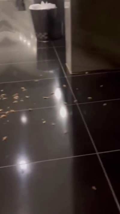 Mealworms, Maggots, Fire alarms pulled at Watergate Hotel where Benjamin (Mileikowsky) Netanyahu resides before congress today. 
