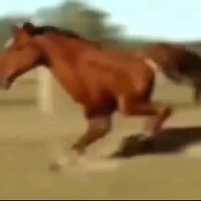 🐴