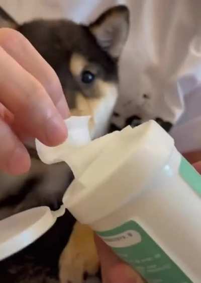 puppy spa day!!