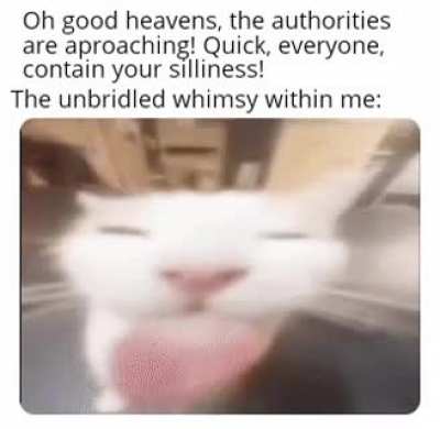 sillies rule
