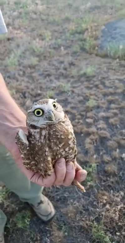 Burrowing Owl keeping eye contact. 270&deg; rotation👀 [original from me]