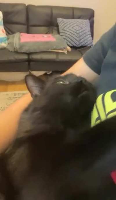 My cat stays mirin while I&rsquo;m working