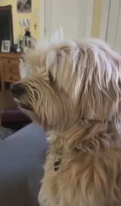 While Visiting An Apartment That Doesn't Allow Barking This Doggo Learns To "Whisper Woof"