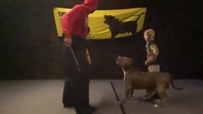 A trained pitbull was given the task of protecting the little boy.