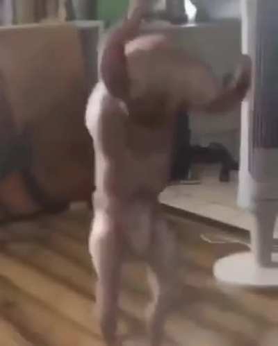 cursed_chicken