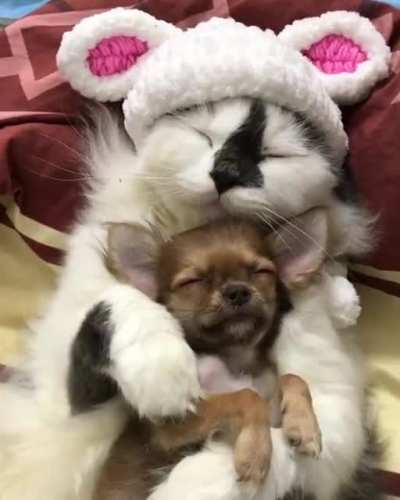 Phoebe with her little buddy...