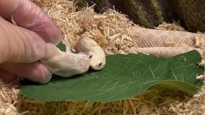 Darwin: "Survival of the fittest.. as you can see with the Hogno.. no.. (sigh)"