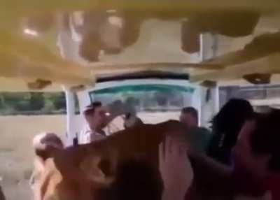 Lion approaching a safari tour bus
