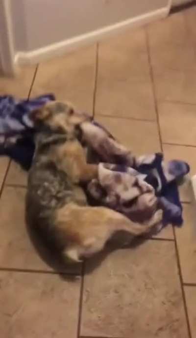 to prank the dog