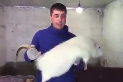 Catching a rat this size.