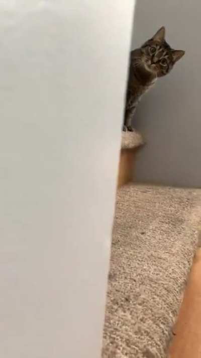 Slendercat
