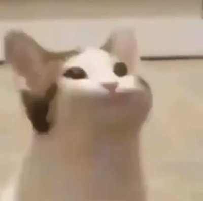 Cat got pipes