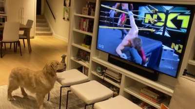 Caught my dog watching NXT