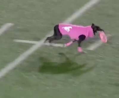 Dog sets frisbee record for longest catch (109 yards)