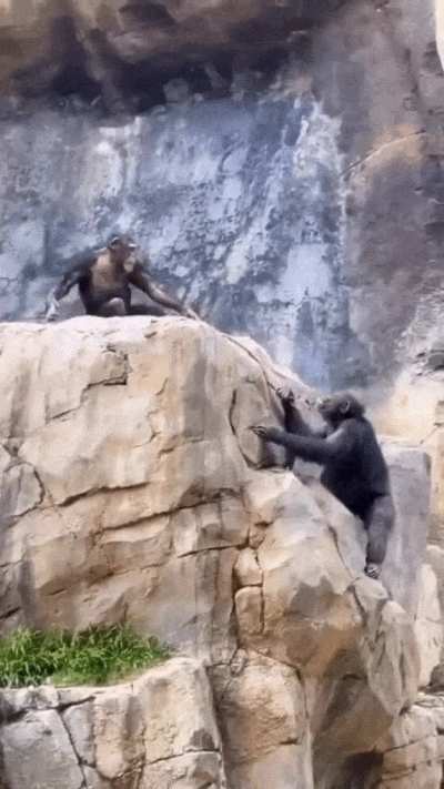 Monkey business