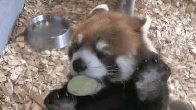 Delicious apples!