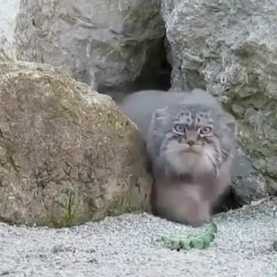🔥 A suspicious Pallas cat checking out a wildlife cam 🔥