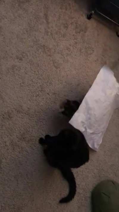 I caught my calico returning.