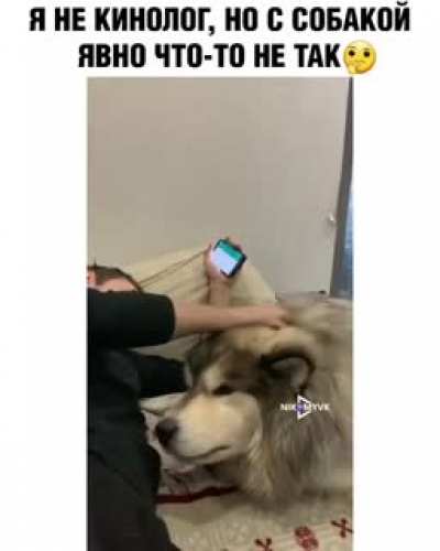 Милый песик