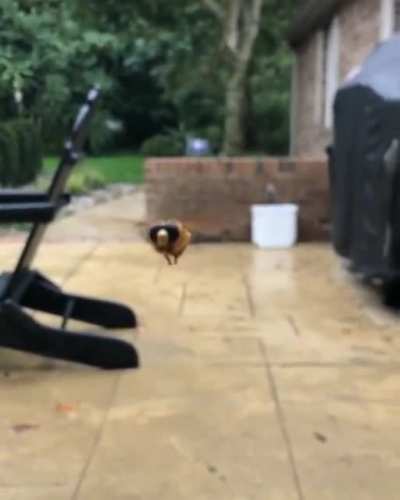 Oh look a bee how inter....