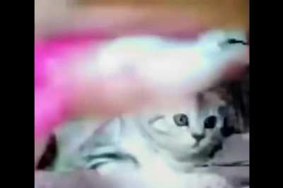 poor kitty