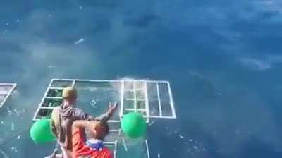 Для акулы, что то пошло не так