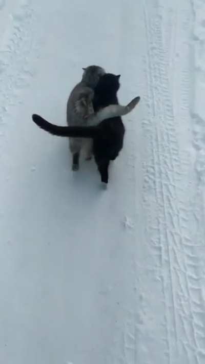 Cats Together