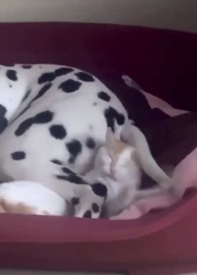 to just take a nap