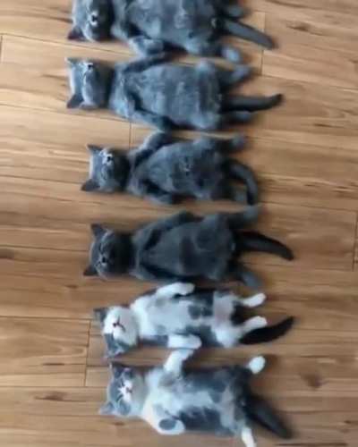 Hurry! Get what you need done before they awake! They rule the house