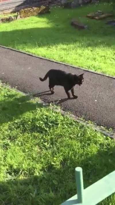 The cat who hangs out in my garden couldn&rsquo;t contain his excitement at seeing me on a different street