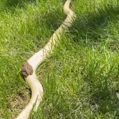 🔥 Toad riding a snake 🔥