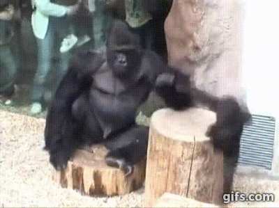 To all the dad apes! Happy (early) Father&rsquo;s Day! Take the weekend off and we&rsquo;ll see you on Monday!