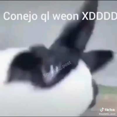 Conejo aweonao