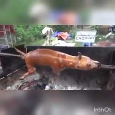 Perro trompo